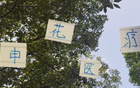 申花醫(yī)療效果顯著，除阿馬杜，其他球員快速恢復(fù)。