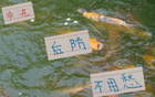 陳晉一左路領跑，金蔣朱申花后防無憂。