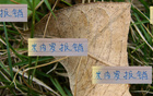 米內羅出局，申花急招外援，夏窗換血定局！